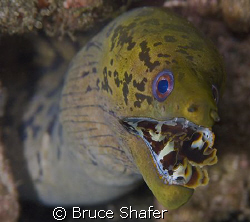 What do you do with a decent moray shot where the white i... by Bruce Shafer 